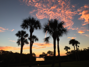Sunrise behind palm trees