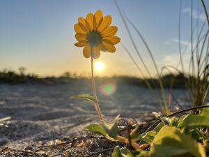 Beach sunflower at sunset